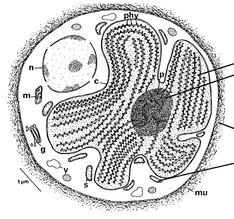 Schema einer Rotalgenzelle Chloroplastenhülle: 2 Membranen Thylakoide: Pyrenoid (nur bei einfachen Rotalgen,