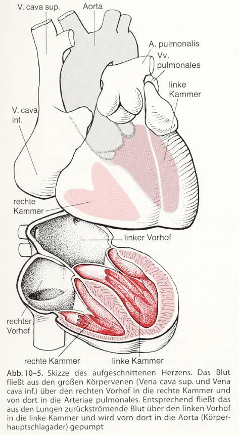 Kardiovaskuläre Aktivität (EKG) Großer KL Li-VH > Li-Ka ->