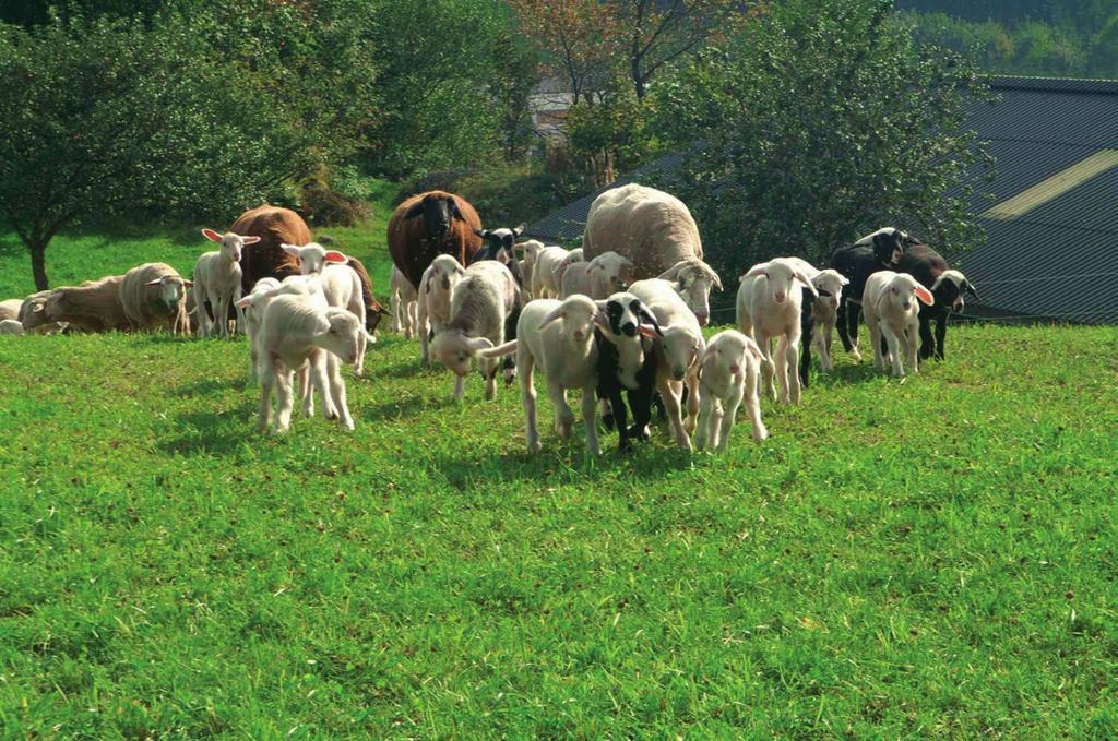 Artgemäße Tierhaltung in der Herde Aus der Region für die Region. Dieser Leitspruch charakterisiert das Ja! Natürlich Bio-Junglamm Projekt am besten.