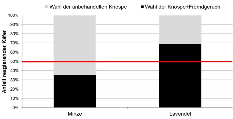 Am Ende wurde gezählt, wieviel Käfer sich an den Rapsblüten aufhielten. Abbildung 3: Versuchsaufbau der Käfigversuche 5.