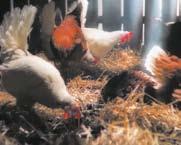 tiergerechte Aufzucht, tier- und umweltgerechte Halteformen, glückliche Hühner und gute Futterqualität.