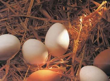 Ein Ei, an einem kühlen, dunklen Ort richtig gelagert, ist wesentlich frischer als ein gleich altes, das bei Zimmertemperatur oder Sonneneinwirkung aufbewahrt wurde.