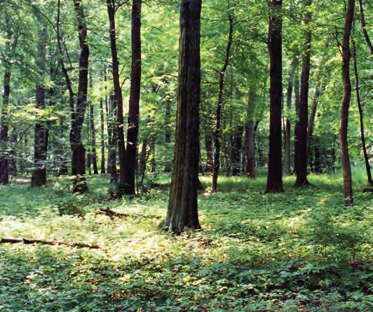 12: C6, Duftprimel-n- im NSG Gellmersdorfer Forst (Nationalpark Unteres Odertal); in Selbstorganisation Abb.