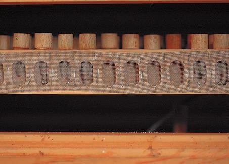 Der Brutapparat ist eine isolierte Box (Abb. 16), in der ein Thermostat die Temperatur durchgehend auf 34,5 C hält.
