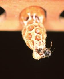In dem Begattungskasten, in den die jungen Königinnen gesetzt werden, sollten ebenfalls junge Bienen verwendet werden. Es sind 2,5 Deziliter an Bienen für jeden Begattungskasten erforderlich.