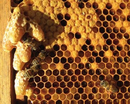 1. Königinnenzucht Königinnen leben unter guten Bedingungen drei bis vier Jahre. Der Imker jedoch, oder die Bienen selbst, wechseln oft ihre Königinnen nach zwei Jahren.