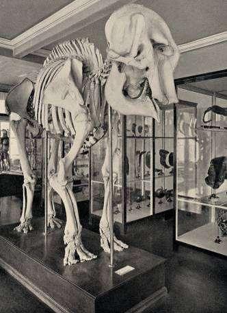 63-66: Demonstrationsraum (oben) und Sammlung (unten) des Anatomischen Instituts, 1928.