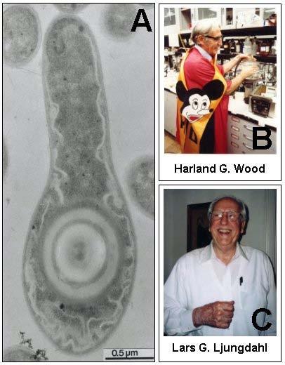 Homoacetogene Bakterien Moorella