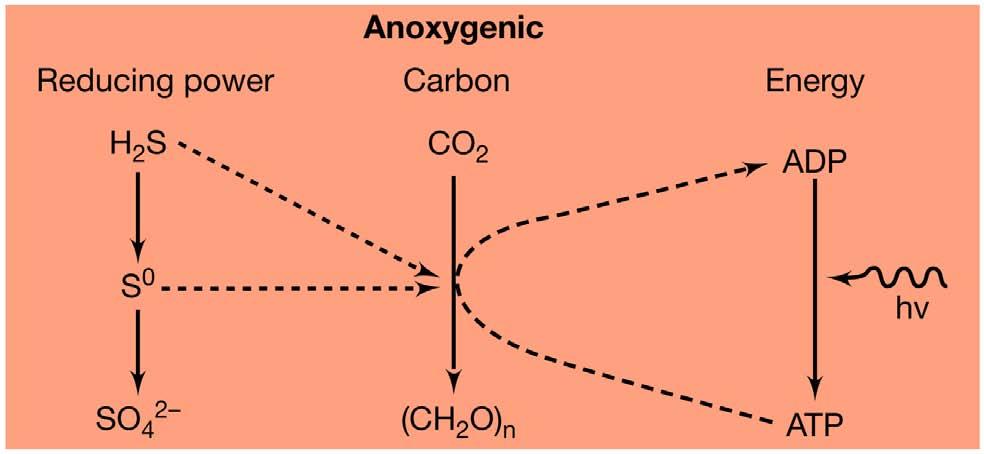 Anoxygene
