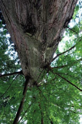 7 Riesenmammutbaum 8 Sequoiadendron giganteum Sumpfzypresse Taxodium distichum 9 Urweltmammutbaum 10 Metasequoia glyptostroboides Wollemie Wollemia nobilis Ein urtümlicher Nadelbaum, dessen Vorfahren