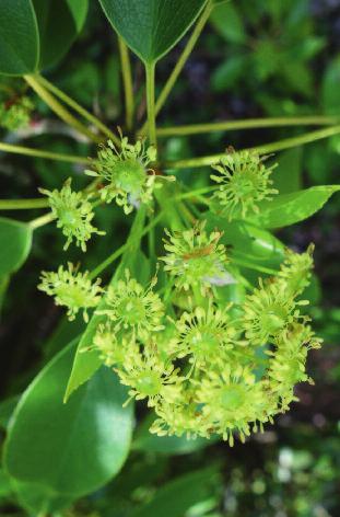 Ephedra-Arten gehören zu den ältesten als Medizin und Genussmittel verwendeten Pflanzen. Magnoliengewäche gehören zu den ursprünglichsten bedecktsamigen Pflanzenfamilien.