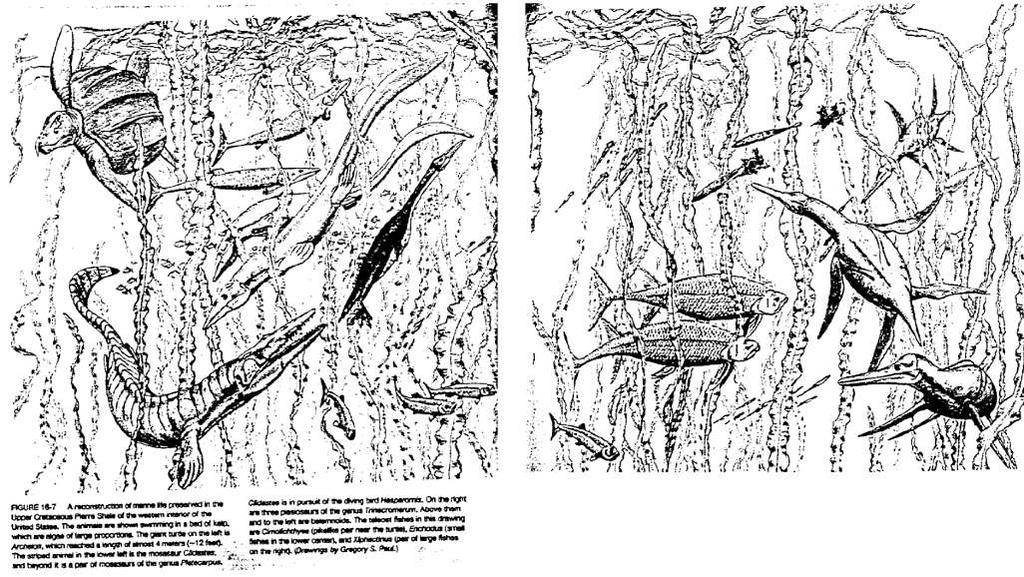 Weitere schwimmende Räuber: Reptilien: Plesiosaurier (> 10 m), Mosasaurier (> 15 m): Rieseneidechsen Fische: modere