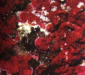 Weitere Rifforganismen (zusätzlich zu Rudisten): Korallen: nach wie vor