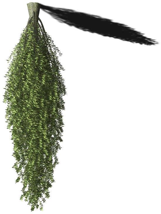 SCHWARZ-KIEFER ( Pinus nigra ) Baum, immergrüne Konifere Gestalt: gewölbt Verbreitung: Südost-Europa (östliche Alpen bis Griechenland) Xfrog Modelle: 40 m, 20 m, 7 m Standort: Gebirge und Hügel; auf