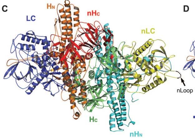 Komplexität der Botulinum Neurotoxine Neurotoxin 150 kda NTNH 120 kda BoNT Komplex 270 kda + = BoNT Komplex Grampositive, sporenbildende, obligat
