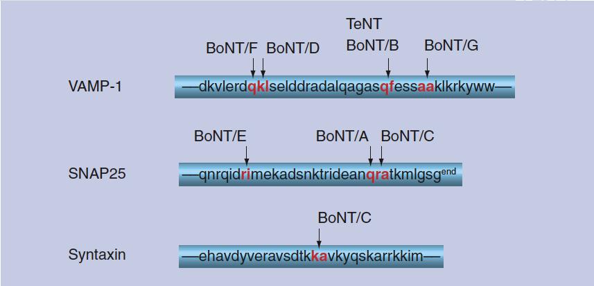 Funktionelle Aktivität der BoNTs Alle Subtypen eines Serotyps schneiden proteolytisch an derselben Aminosäuresequenz des synaptischen Substatmoleküls (Ausnahme: BoNT/F5) >> Reduktion der Variabilität