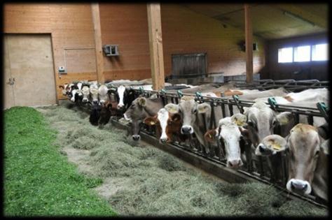 Effizienzmerkmale in der Rinderzucht Definition von Effizienz in der Rinderproduktion Gängige Effizienzmerkmale