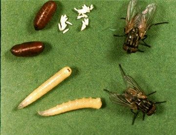 Holometabole Insekten Insecta Wichtige Ordnungen Collembola Saltatoria