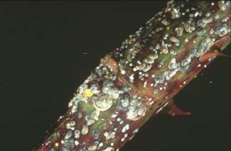 Homoptera: Coccina Schildläuse in ME ca 185 Arten Ausscheidungen bilden Schild ausgeprägter