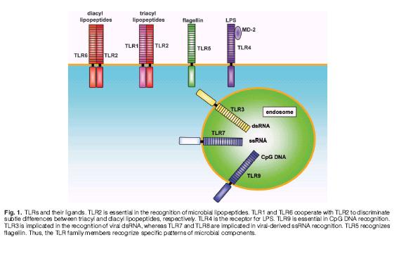 Einleitung 13 Abbildung 1: TLR mit ihren Liganden und deren Lokalisation in der Zelle (Takeda K, Akira S, 2005: Toll-like receptors in innate immunity).