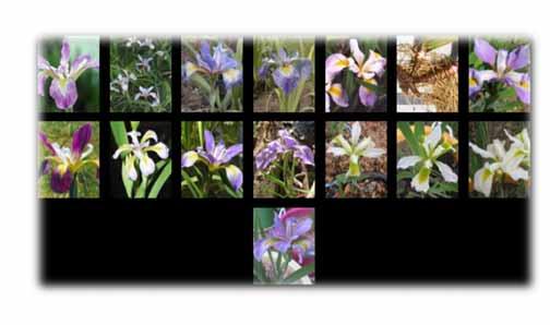 (Typ der Blume IRIS Setosa ) Gruppen existieren Neuer Datenpunkt in welcher