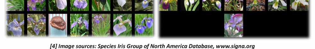 Das Maschinelle Lernen Problem (Typ der Blume IRIS Setosa ) (Typ der Blume IRIS Virginica ) [4] Image