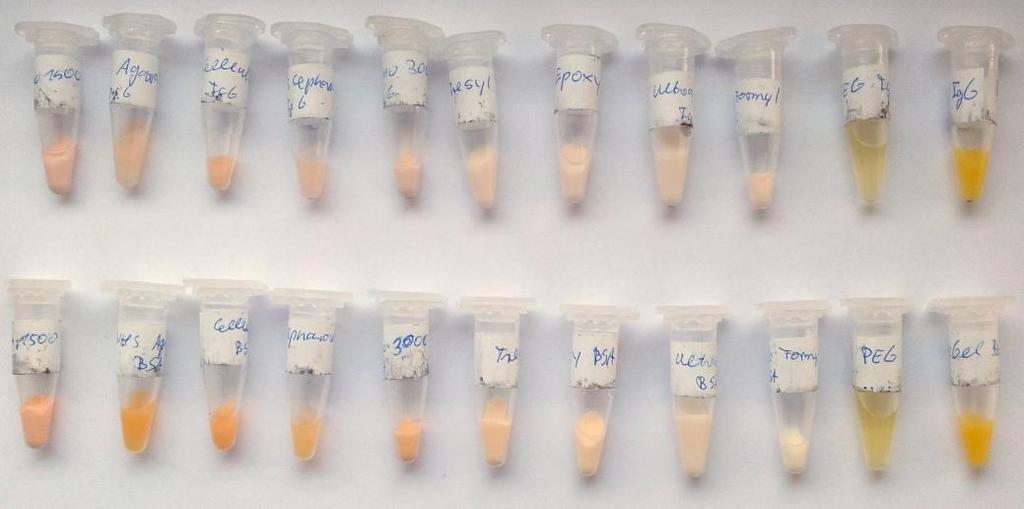 2,02 mg/ml und c(dabsyl-igg= 5,00 mg/ml). Abbildung 8.17 zeigt die nach der Immobilisierung gefärbten Trägermaterialien. Abbildung 8.17: Mit Dabsyl-IgG (oben) bzw.