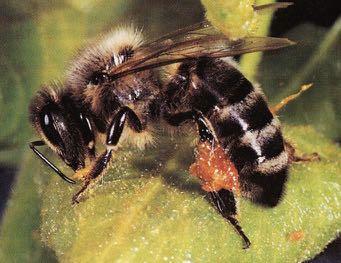 Biene beim Propolis sammeln