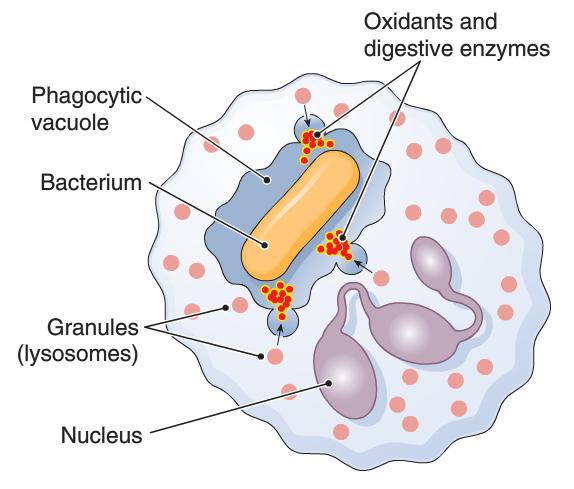 Immunsysteme Innate Phagozytose