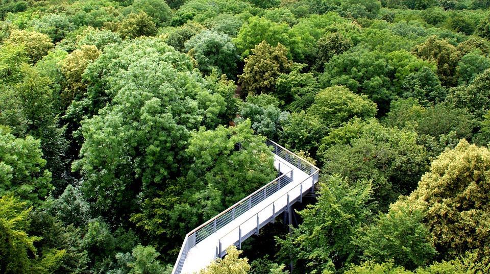 4 Baumkronenpfad in Thüringen; Quelle: pixabay Während des WorkCamps in Deutschland wollen wir möglichst viele verschiedene Waldtypen kennenlernen. So wird es eine Art Roadtrip geben.