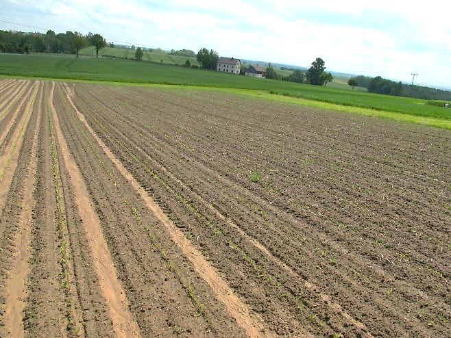 Erosionsminderung auf Maisfläche durch konservierende
