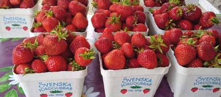 Kraege Beerenpflanzen 64 Beerenanbau in Europa Schweden: Jordgubbar und Hallon Die Jordgubbar (Erdbeere) ist eine der beliebtesten Früchte in Schweden.