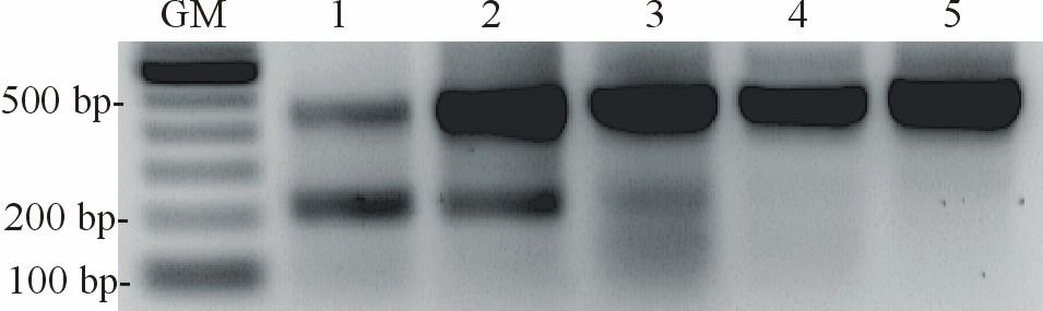 4.3 Nachweis von L1-Aktivität mit RT-PCR Ergebnisse 43 Es wurde zunächst versucht, L1-RNA mittels einfacher RT-PCR aus zellulärer gesamt-rna und aus zytoplasmatischer RNA nachzuweisen.