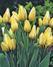 Eine schöne Mischung aus einfarbigen und mehrfarbigen Bouquet-Tulpen. 25.68.9 Fr. 9.