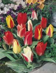 Greigii- Tulpen Späte Wildtulpen iese Tulpe stammt aus Südrussland.