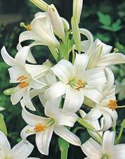 75 1 Türkenbund, Lilium martagon H. 100-150 cm, B. Juni - Juli.