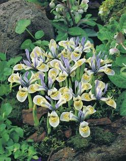 Iris ie sehr dankbaren Iris hollandica gibt es in vielen Farben und Formen zum Teil herrlich duftend.