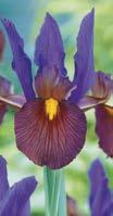 95 Sehr früh blühend Beauty Mischung Iris hollandica H. 60 cm, B. Juni. Besteht aus 10 verschiedenen Farben. 15 Knollen 25.