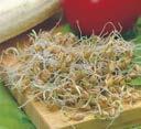 0 50 g Fr..50 Bio-Keimlinge Alfalfa Ein frischer Keimlingssalat, mit angenehm mildem Geschmack.