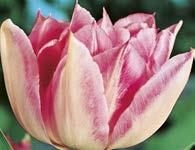 90 Blühender Frühlingstraum Tulpen / Tulipes 8 Saturn
