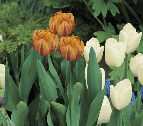 Sehr exklusive Tulpe, für Liebhaber spezieller Formen und Farben.