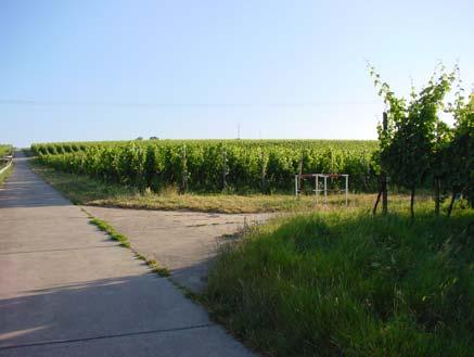 2 MATERIAL UND METHODEN 30 Jahrhunderte lange Nutzung dieses Gebietes zu weinbaulichen Zwecken handelt es sich bei den vorkommenden Böden um Rigosole der Klasse der Terrestrischen Kultursole