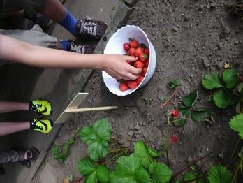 Während des Projektes konnten wir viele Erdbeeren,