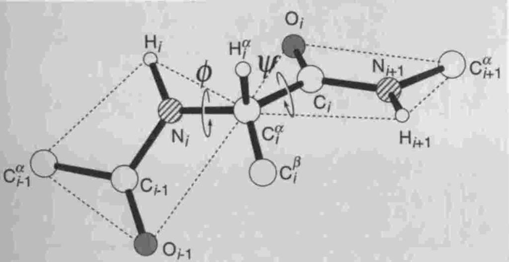 Die Amidbindung a) H O N H H O H N H H b) Abbildung 1: (a) Formamid und Rotation um Carbonyl-Amidstickstoff-Einfachbindung, (b) Proteinrückgratatome mit Definition der Diederwinkel φ und ψ Abbildung