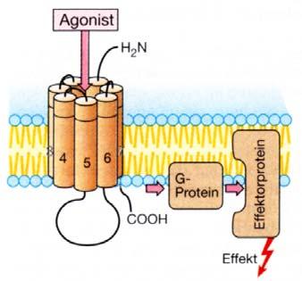 ,1998, Springer- Verlag integrale Membranproteine Rezeptoren, die mit G-Proteinen gekoppelt sind, besitzen