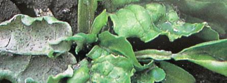 Falscher Mehltau Erreger: Peronospora farinosa Symptome: Grauer Pilzrasen auf der Blattunterseite (Abb. 21 und 21.1).
