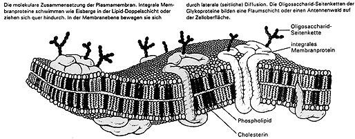 Lipide und Zellmembran (Plasmamembran)