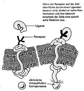 9 Liganden und Rezeptoren   10