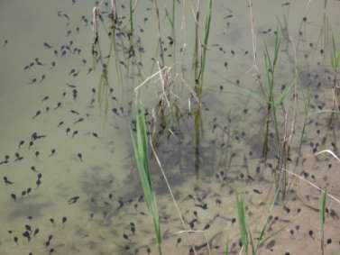 eaters - tadpoles are good consumers of