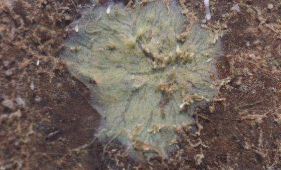 Benthic macroinvertebrates Sponges, Hydrozoa Hydrozoan (Hydra attenuata) Sponge